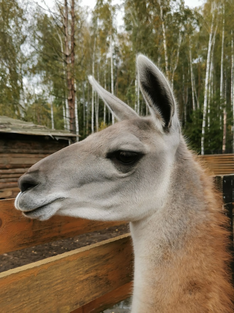 сьмлр б